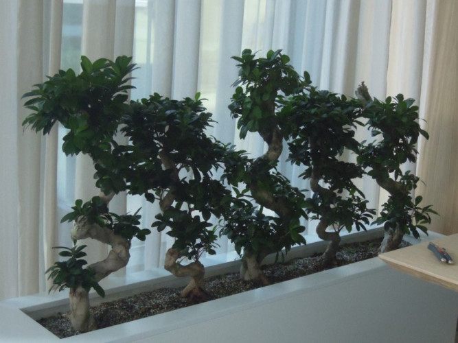 Blumenkästen auf Bonsai