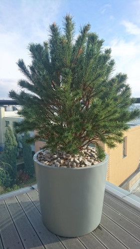 Rund Blumentopf auf Schössling